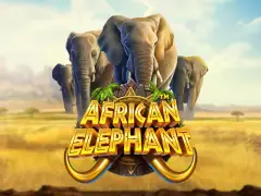 African Elephant